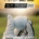 PCNA Golf 2026
